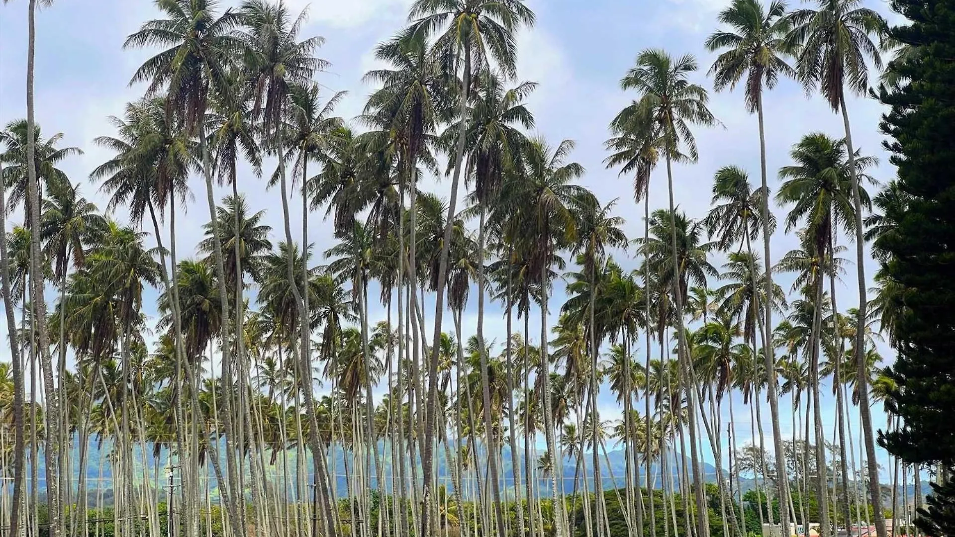 Islander On The Beach 163 Kapa'a 0*,  USA